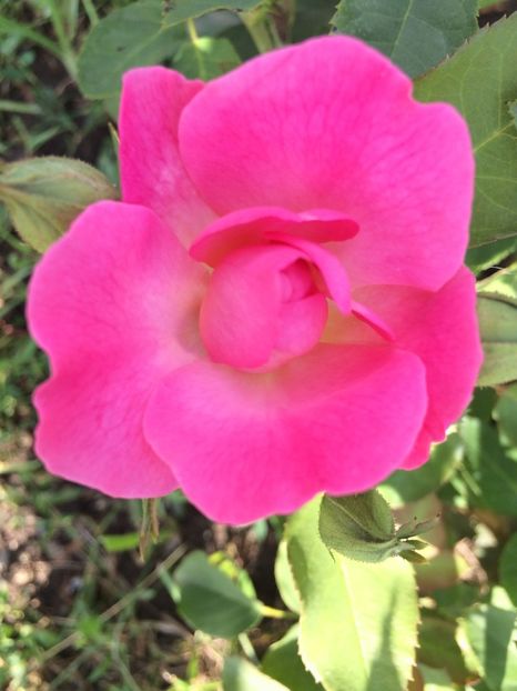 Guliver - Trandafiri