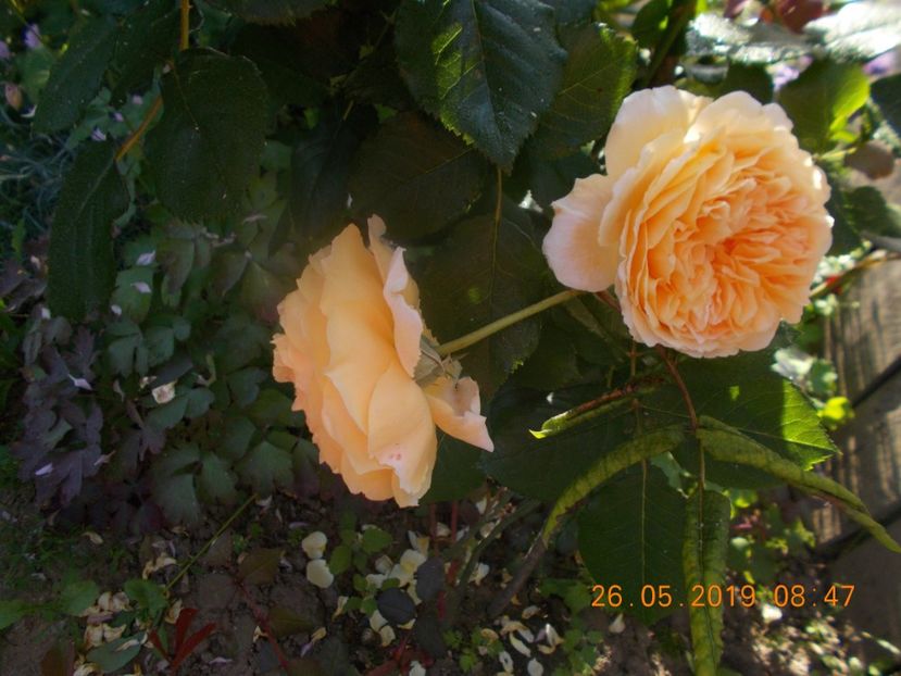  - Trandafiri 2019