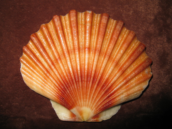 Pecten jacobaeus