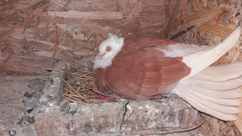 received_375470443088319 - 5-Jucatori de Amara