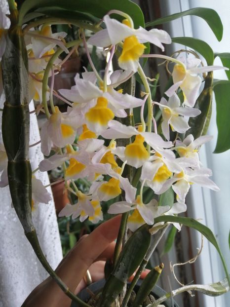 Dendrobium farmerii - 2019 continuare