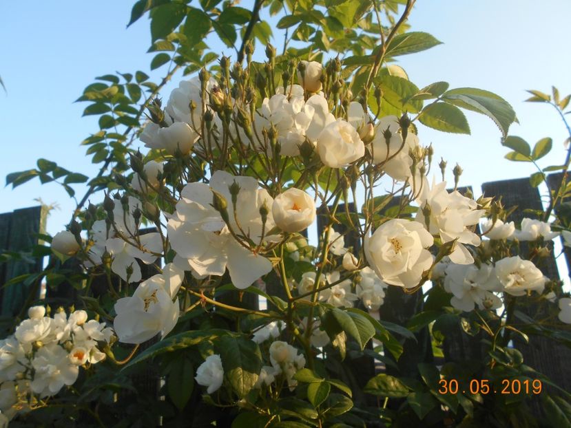  - 2Trandafiri 2019