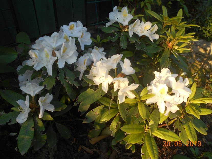  - 2Azalee-rhododendroni-hortensii-hoste 2019