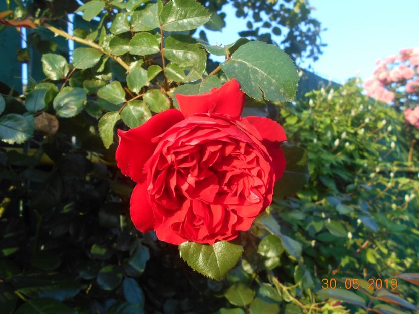  - 2Trandafiri 2019
