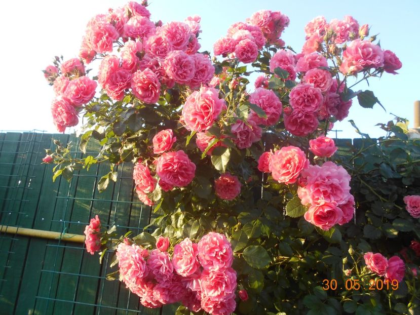  - 2Trandafiri 2019