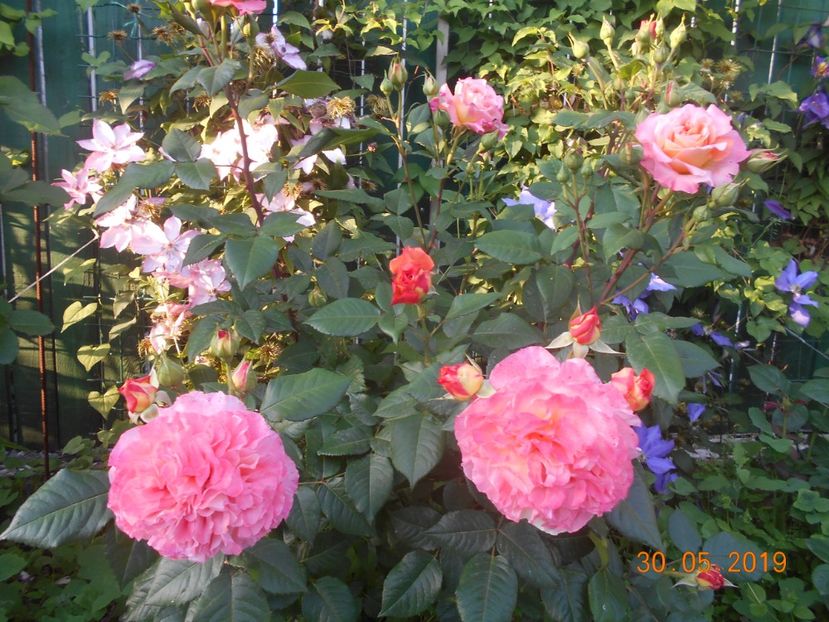  - 2Trandafiri 2019