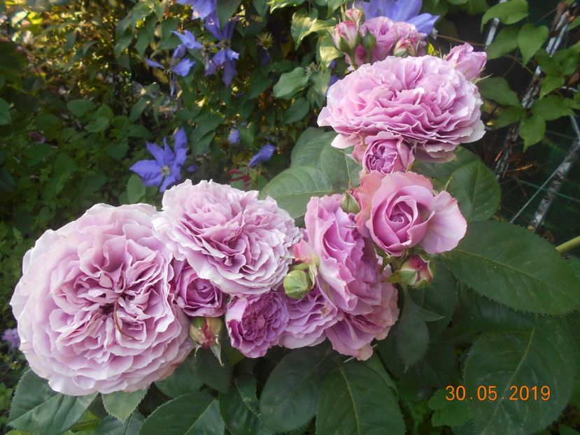  - 2Trandafiri 2019
