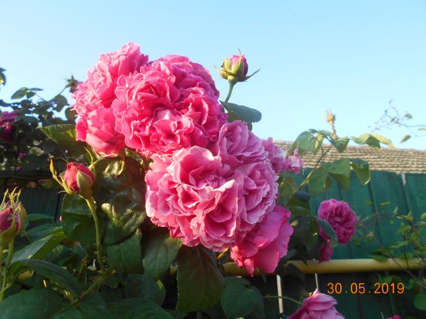  - Madame Isaac Pereire