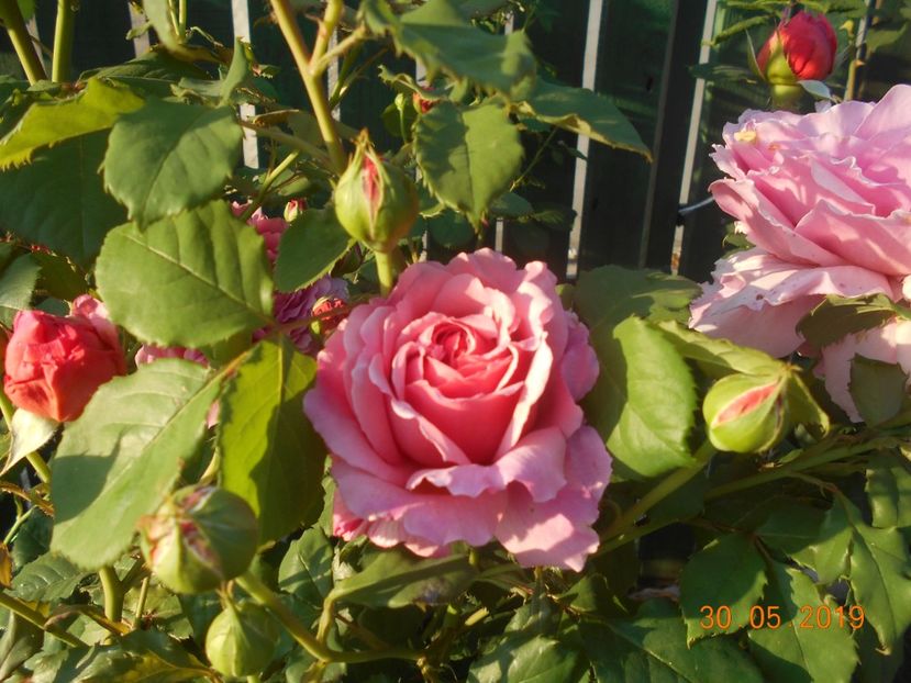  - Princess Alexandra of Kent