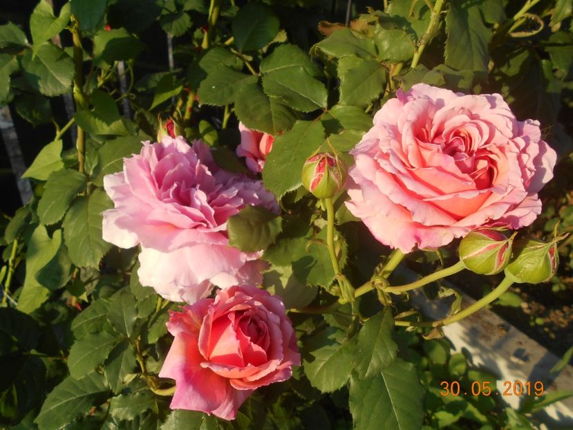  - 2Trandafiri 2019