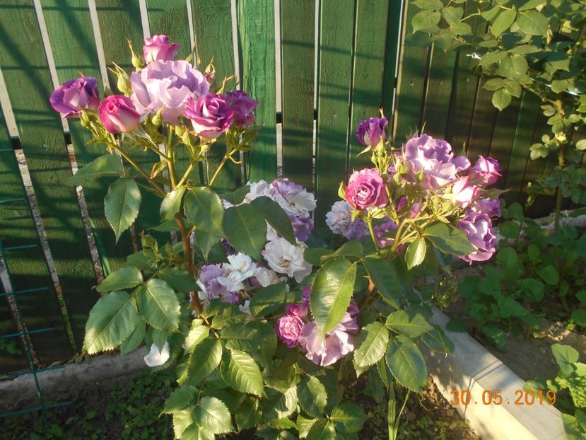  - 2Trandafiri 2019