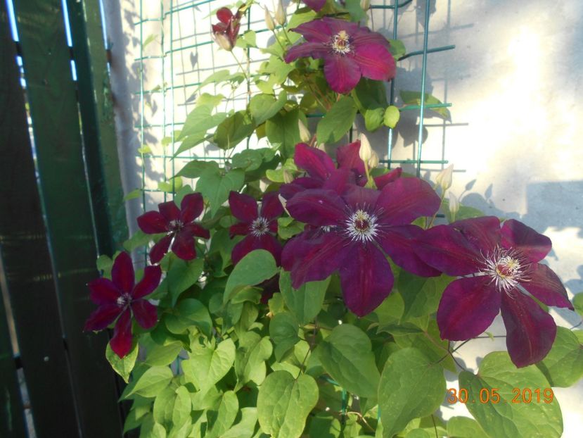  - 2Clematite 2019