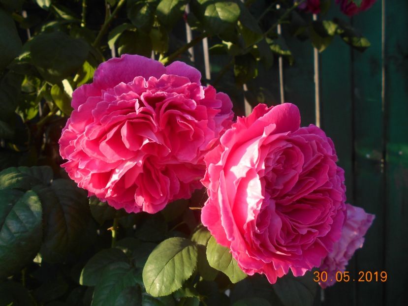  - Madame Isaac Pereire