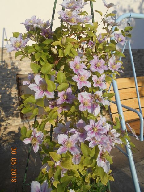  - 2Clematite 2019