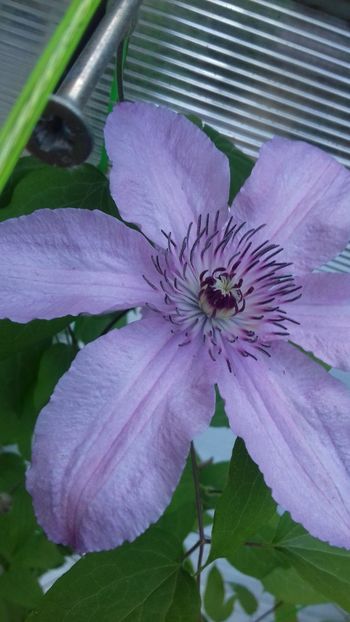 30 mai 2019 - Clematis