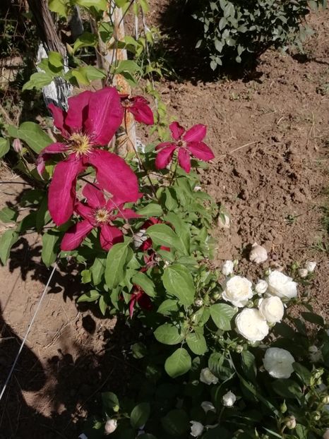 30.05 - gradina 2019