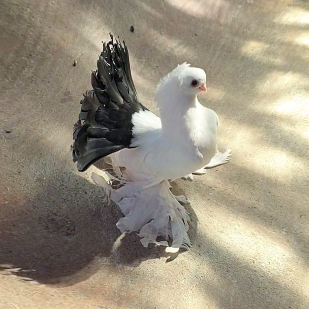  - Omsk si novocerkaski 2019