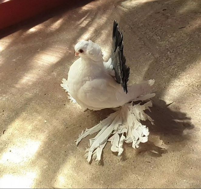  - Omsk si novocerkaski 2019