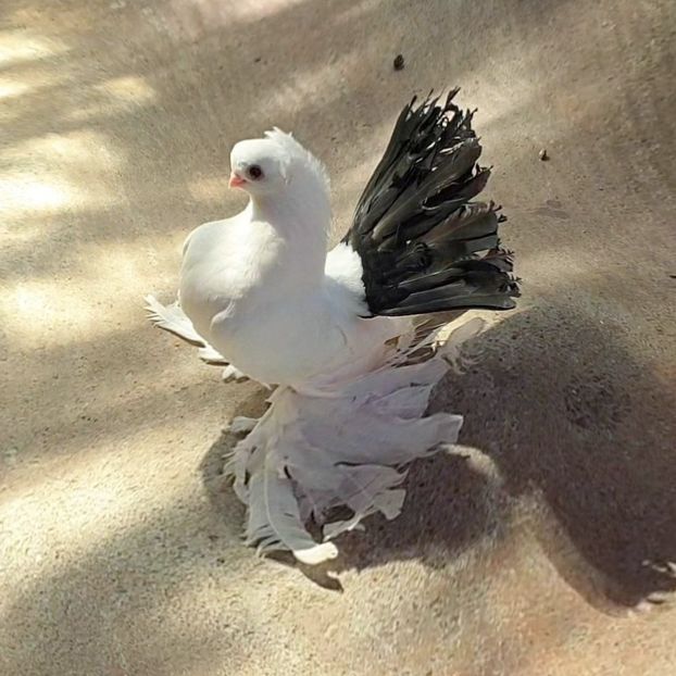  - Omsk si novocerkaski 2019