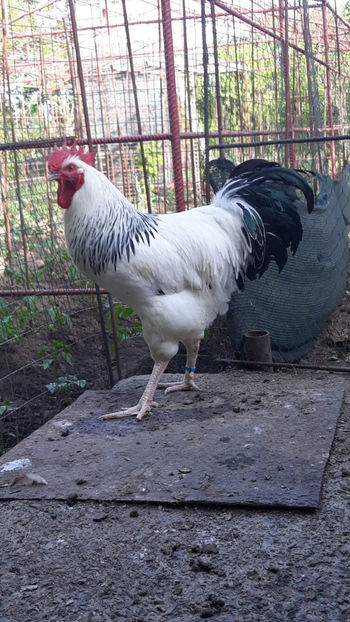 cocos sussex - 2019 Sussex