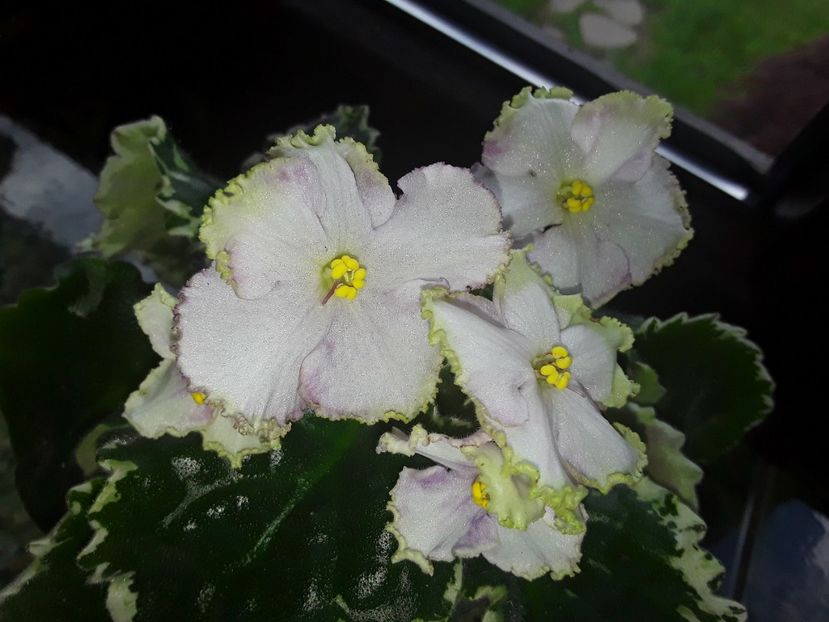  - Buckeye Irish Lace