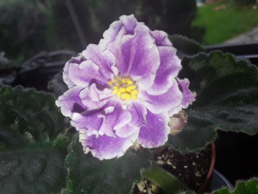 RS Temptation - Violete de colecție cand nu poti sa te oprești 2018aprilie