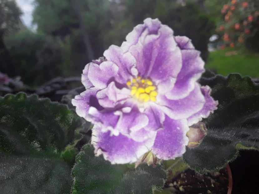 RS Temptation - Violete de colecție cand nu poti sa te oprești 2018aprilie