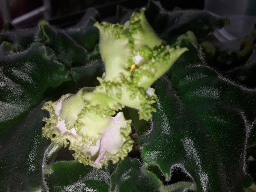 LE Zelleni Atol - Violete de colecție cand nu poti sa te oprești 2018aprilie