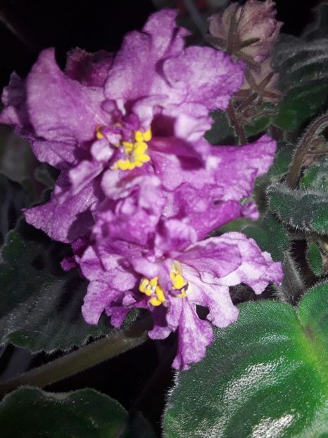  - Violete de colecție cand nu poti sa te oprești 2018aprilie