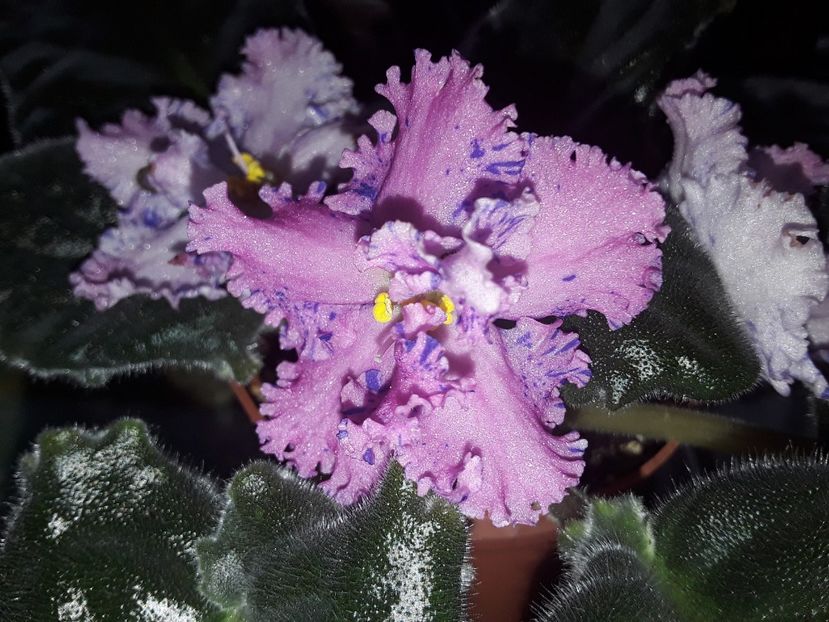 LE Autum Fantasi - Violete de colecție cand nu poti sa te oprești 2018aprilie