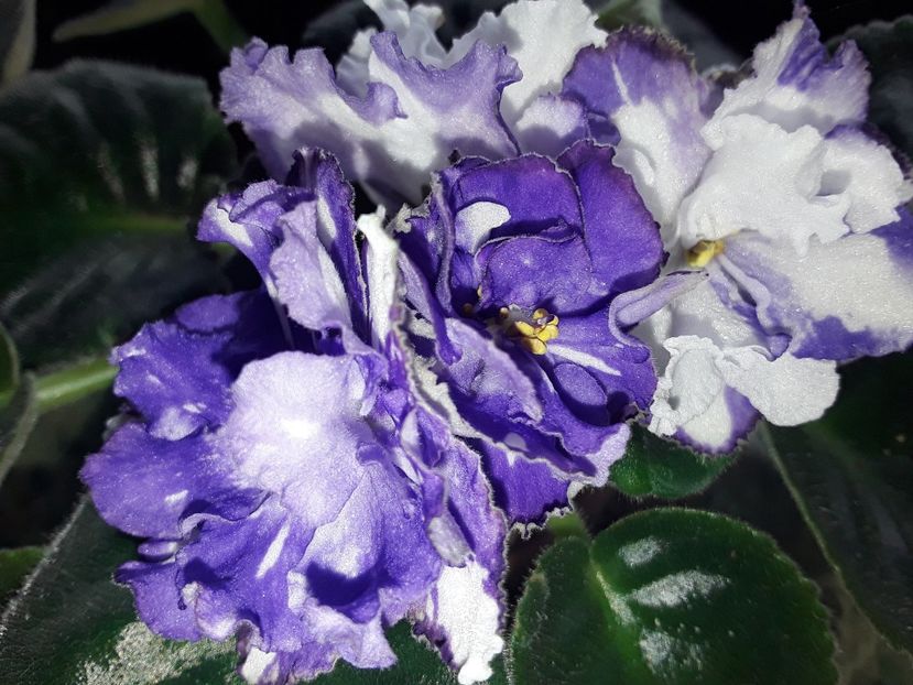 LE Gisele - Violete de colecție cand nu poti sa te oprești 2018aprilie