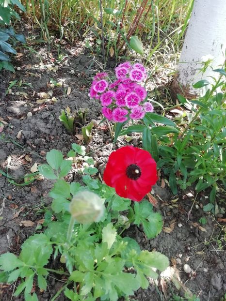 30.05 - gradina 2019