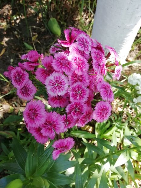 30.05 - gradina 2019