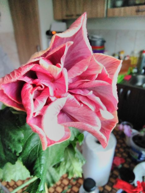  - Hibiscus Thunderhead