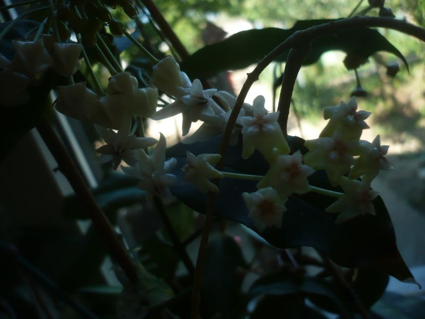 P1410583 - HOYA 2019
