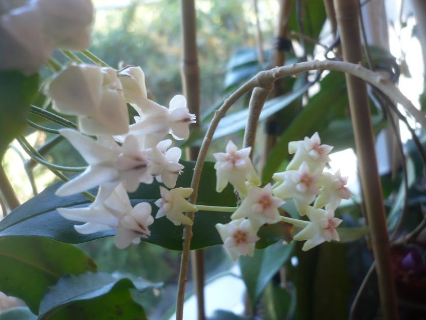 P1410585 - HOYA 2019