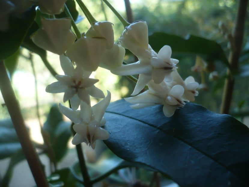 P1410586 - HOYA 2019