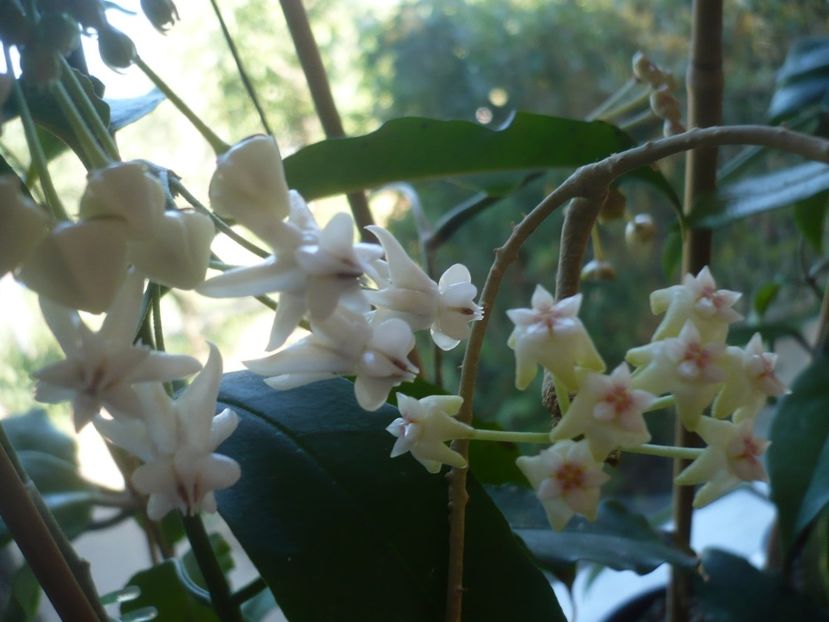 P1410587 - HOYA 2019