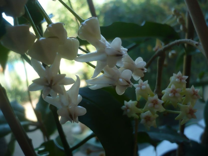 P1410588 - HOYA 2019