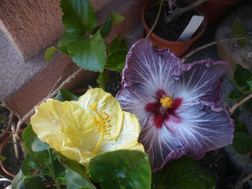 30.05.2019 - HIBISCUSI 2019-1