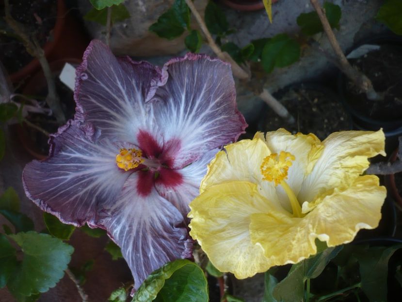 P1410590 - HIBISCUSI 2019-1