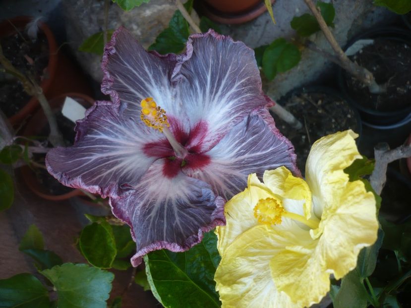 P1410591 - HIBISCUSI 2019-1