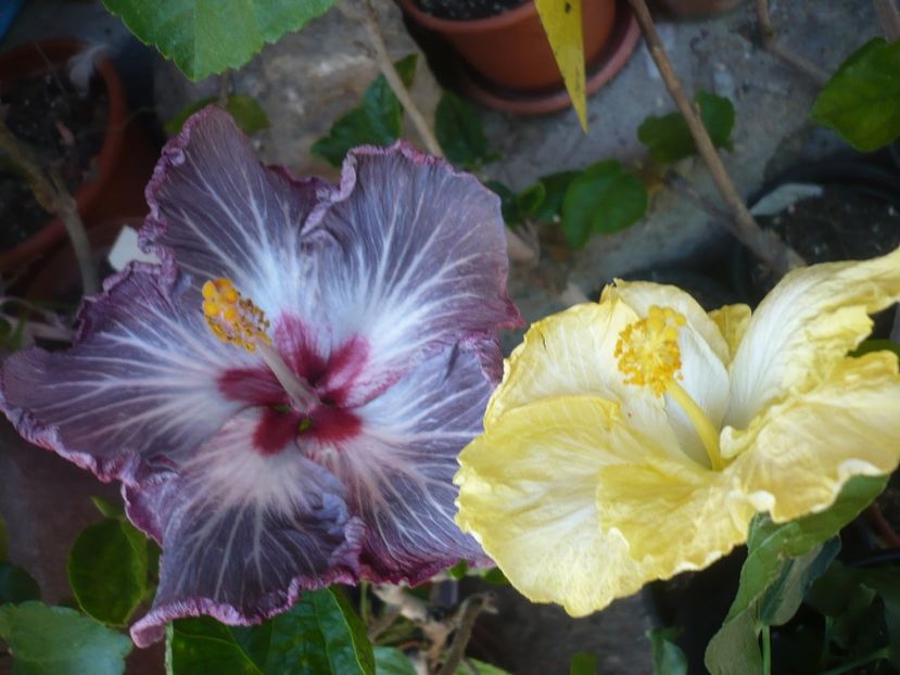 P1410592 - HIBISCUSI 2019-1