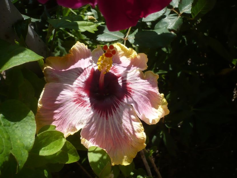 P1410593 - HIBISCUSI 2019-1