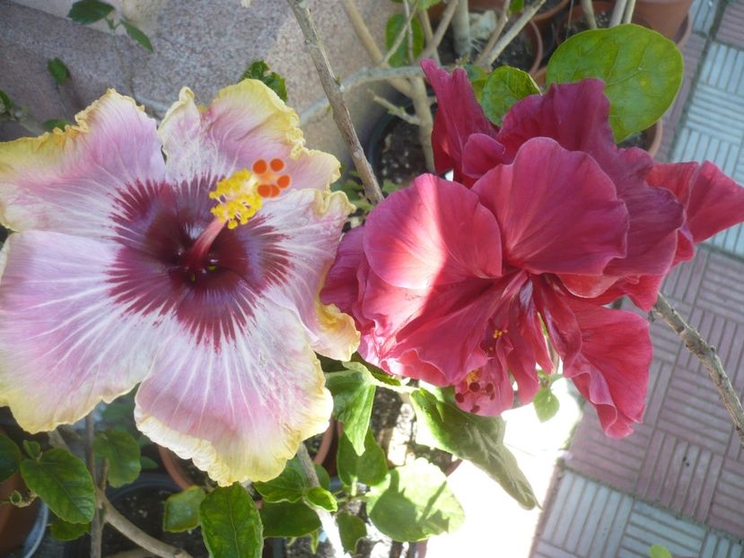 P1410594 - HIBISCUSI 2019-1