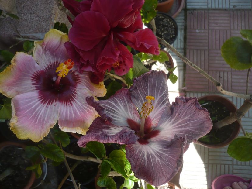 P1410596 - HIBISCUSI 2019-1