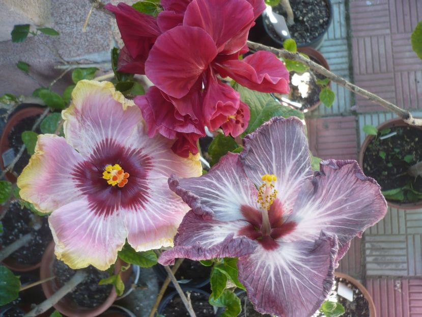 P1410597 - HIBISCUSI 2019-1