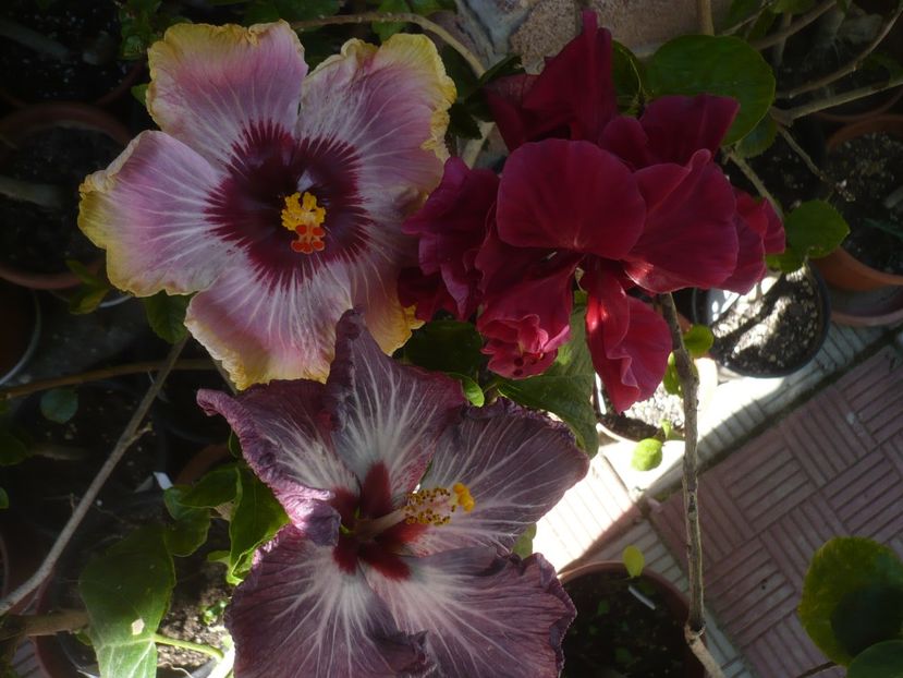 P1410598 - HIBISCUSI 2019-1