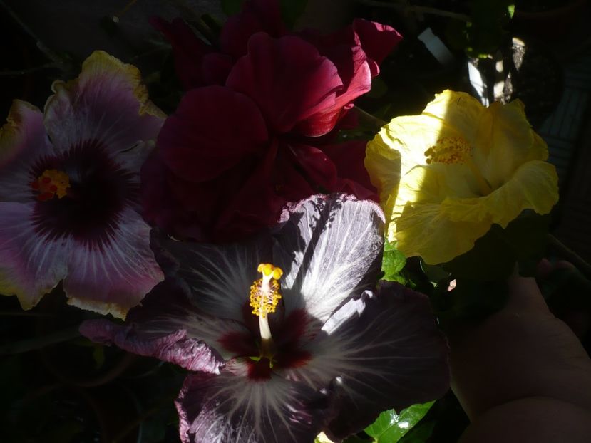 P1410599 - HIBISCUSI 2019-1