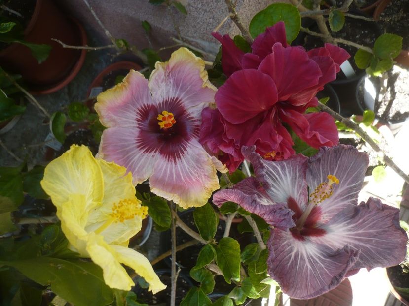 P1410600 - HIBISCUSI 2019-1